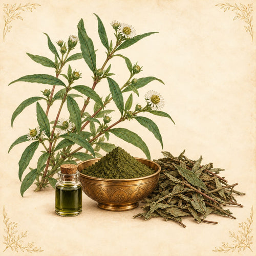 Bhringraj: herb with white flowers, powder and herbal oil