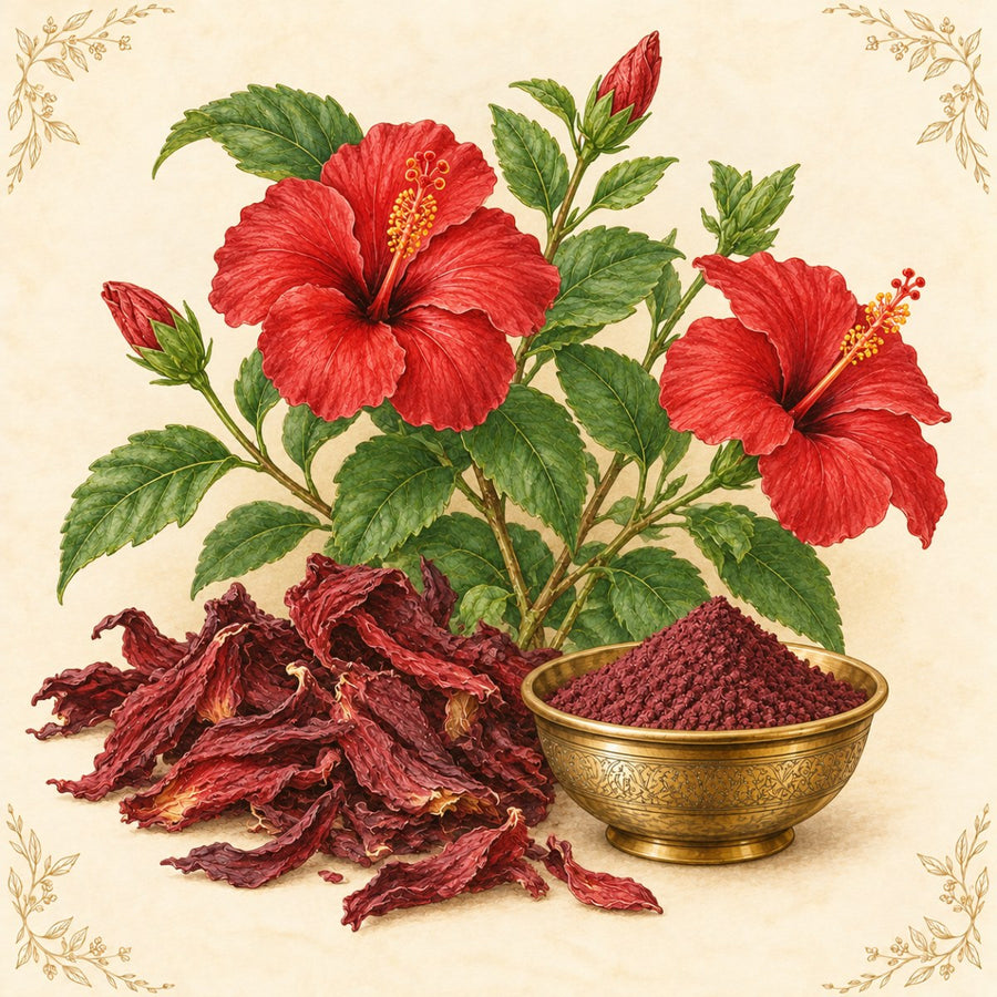 Japa (Hibiscus)